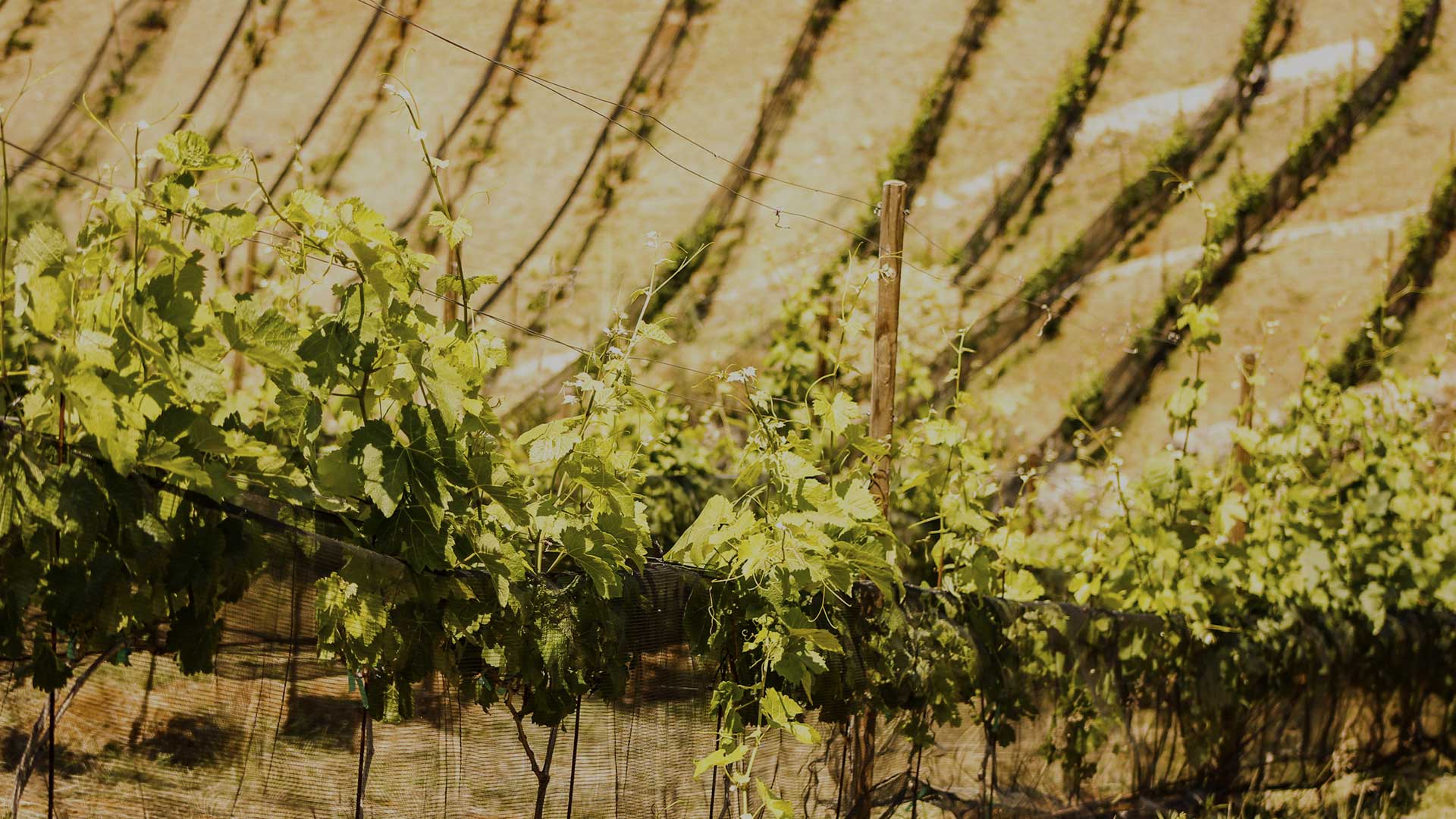 Camino-de-vinos-vinedo