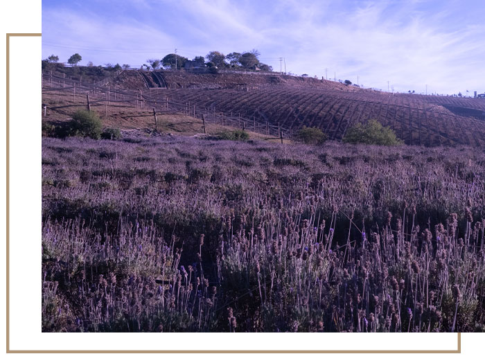 Camino-de-Vinos-Pag-1