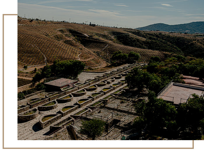 Camino-de-Vinos-Pag-3